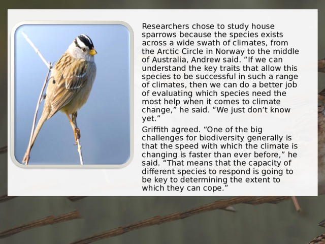 Researchers chose to study house sparrows because the species exists across a wide swath of climates, from the Arctic Circle in Norway to the middle of Australia, Andrew said. “If we can understand the key traits that allow this species to be successful in such a range of climates, then we can do a better job of evaluating which species need the most help when it comes to climate change,” he said. “We just don’t know yet.” Griffith agreed. “One of the big challenges for biodiversity generally is that the speed with which the climate is changing is faster than ever before,” he said. “That means that the capacity of different species to respond is going to be key to determining the extent to which they can cope.” 