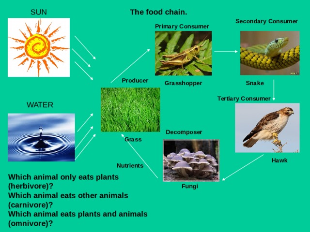 Презентация к уроку по английскому языку для 7 класса «THE FOOD CHAIN»