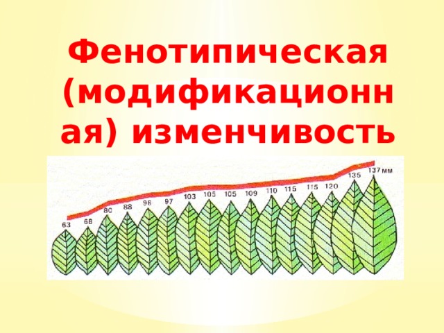 Фенотипическая изменчивость. Модификационная фенотипическая. Модификационная изменчивость и фенотипическая изменчивость. Фенотипическая изменчивость это в биологии.