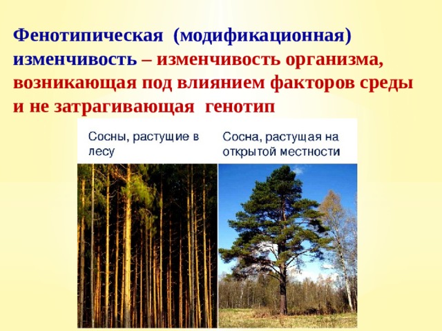 Причиной фенотипической изменчивости организмов является. Модификационная (фенотипическая) изменчивость. Модификационная изменчивость сосны. Факторы фенотипической изменчивости. Что такое фенотипическая или модификационная изменчивость.