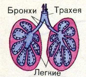 Легкие пресмыкающихся рисунок