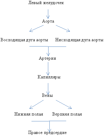 Дополните схему малого круга кровообращения вставьте вместо пропусков необходимые по смыслу слова