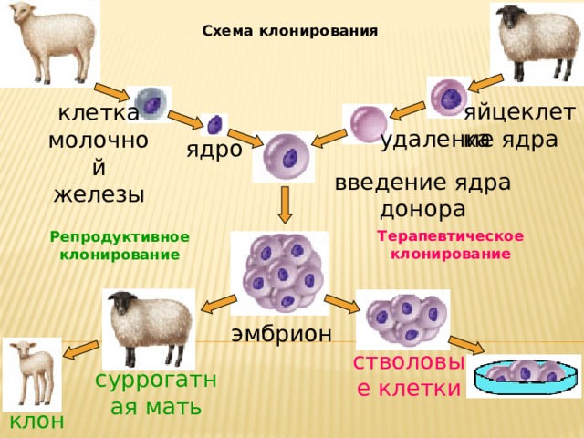 Схема клонирования яйцеклетка клетка молочной железы удаление ядра ядро введение ядра донора Терапевтическое клонирование Репродуктивное клонирование эмбрион стволовые клетки суррогатная мать клон 