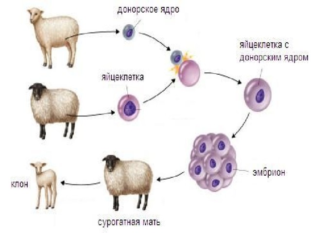 Клонирование животных схема