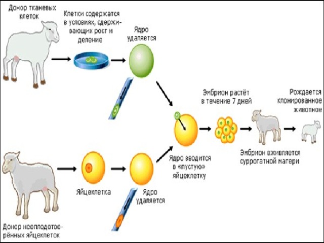 Схема клонирования высокопродуктивной коровы