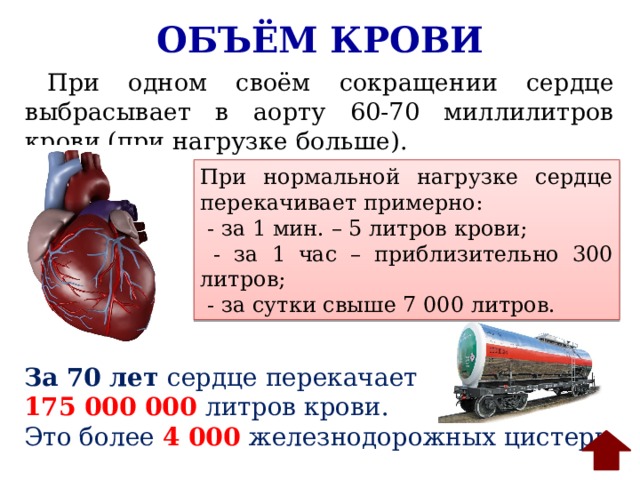 Какая кровь содержится в левой части сердца. Объем крови. За сутки сердце человека перекачивает. Сколько крови перекачивает сердце.