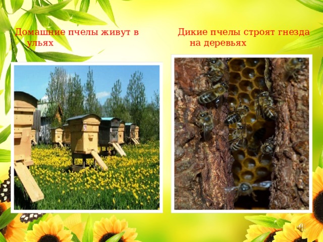 Домашние пчелы живут в ульях Дикие пчелы строят гнезда на деревьях 