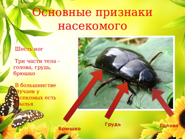 Основные признаки насекомого  Шесть ног  Три части тела - голова, грудь, брюшко  В большинстве случаев у насекомых есть крылья Грудь Голова Брюшко 
