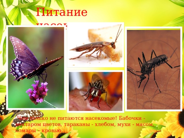 Питание насекомых  Чем только не питаются насекомые! Бабочки - нектаром цветов, тараканы - хлебом, мухи - мясом, комары – кровью. 