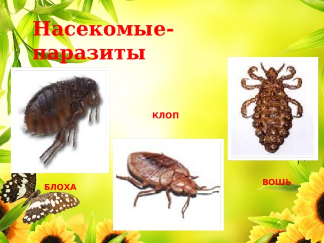 Насекомые-паразиты КЛОП ВОШЬ БЛОХА 