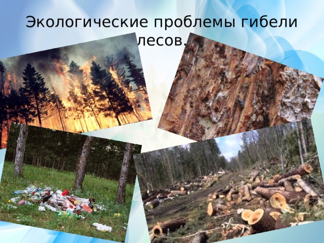 Экологические проблемы гибели лесов. 