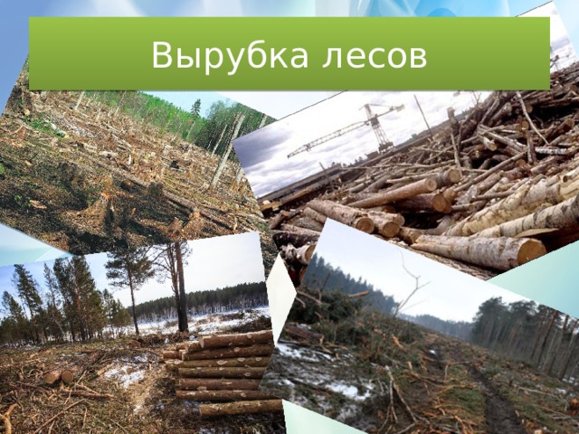 Вырубка лесов 