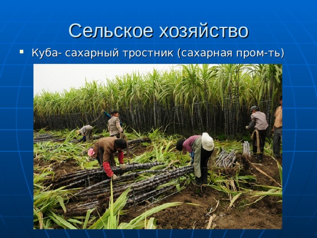 Сельское хозяйство Куба- сахарный тростник (сахарная пром-ть) 