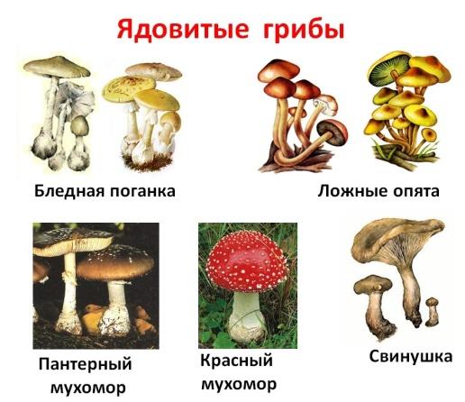 Через сколько появляются грибы