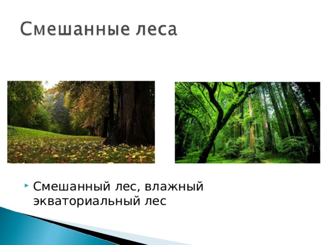 Смешанный лес, влажный экваториальный лес  