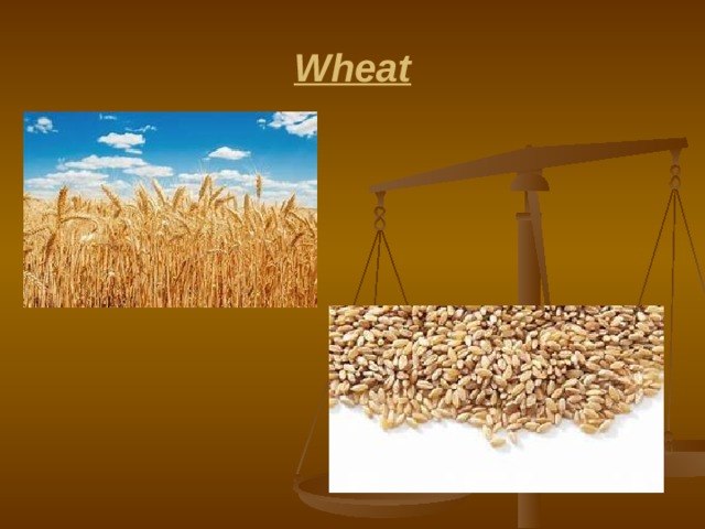 Wheat 
