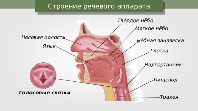 Строение артикуляционного аппарата презентация