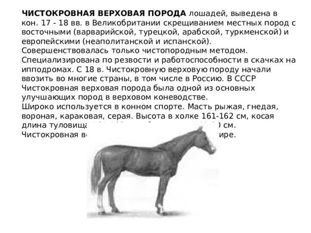 Характеристики рак лошадь. Английская чистокровная верховая. Чистокровная верховая лошадь характеристика. Выведение лошадей. История выведения пород лошадей.