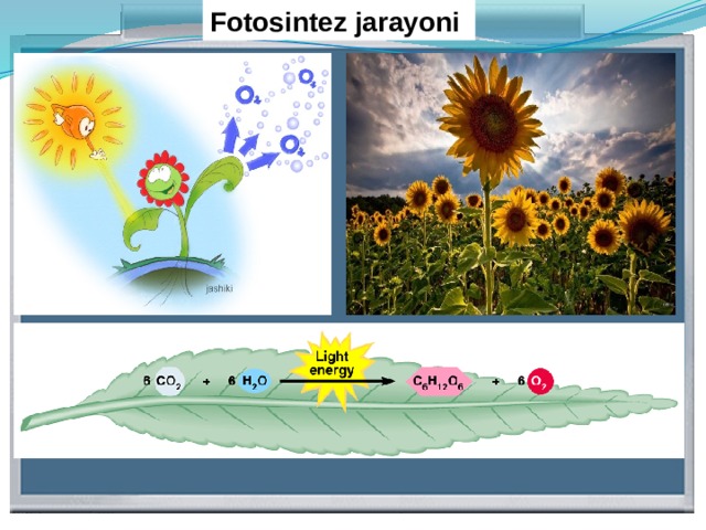 Фотосинтез презентация қазақша