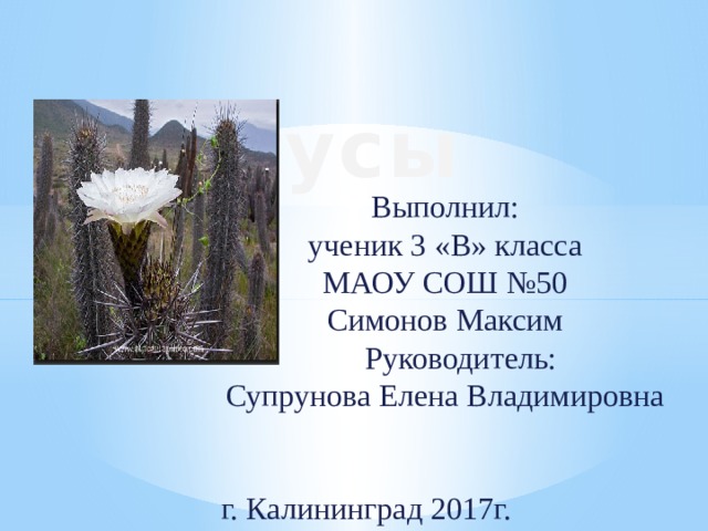  Кактусы   Выполнил: ученик 3 «В» класса МАОУ СОШ №50 Симонов Максим  Руководитель: Супрунова Елена Владимировна  г. Калининград 2017г. 