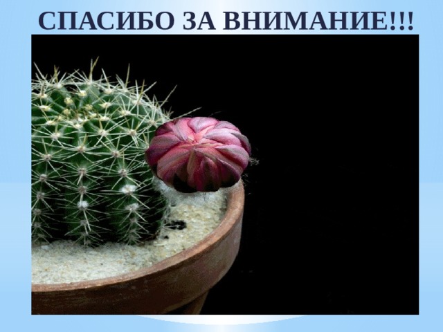 СПАСИБО ЗА ВНИМАНИЕ!!! 