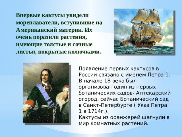 Впервые кактусы увидели мореплаватели, вступившие на Американский материк. Их очень поразили растения, имеющие толстые и сочные листья, покрытые колючками. Появление первых кактусов в России связано с именем Петра 1. В начале 18 века был организован один из первых ботанических садов- Аптекарский огород, сейчас Ботанический сад в Санкт-Петербурге ( Указ Петра 1 в 1714г.). Кактусы из оранжерей шагнули в мир комнатных растений. 