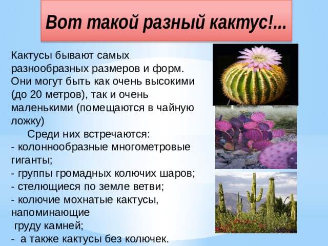 Вот такой разный кактус!... Кактусы бывают самых разнообразных размеров и форм. Они могут быть как очень высокими (до 20 метров), так и очень маленькими (помещаются в чайную ложку)  Среди них встречаются: - колоннообразные многометровые гиганты; - группы громадных колючих шаров; - стелющиеся по земле ветви; - колючие мохнатые кактусы, напоминающие  груду камней; - а также кактусы без колючек. 