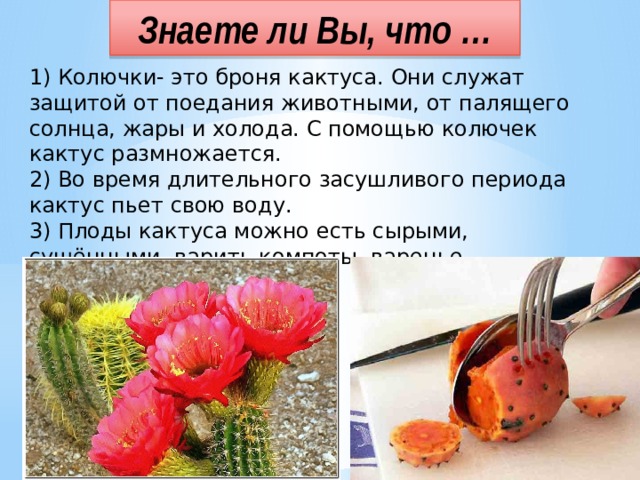 Знаете ли Вы, что … 1) Колючки- это броня кактуса. Они служат защитой от поедания животными, от палящего солнца, жары и холода. С помощью колючек кактус размножается. 2) Во время длительного засушливого периода кактус пьет свою воду. 3) Плоды кактуса можно есть сырыми, сушёнными, варить компоты, варенье. 