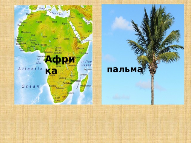 Африка пальма 