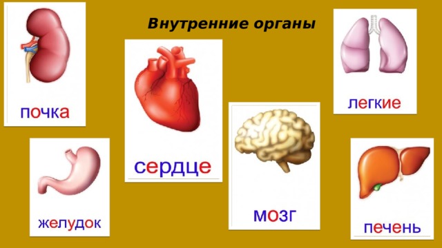 Органы человека фото 3 класс Презентация по ФЦКМ в ДОУ на тему: "Части тела человека".