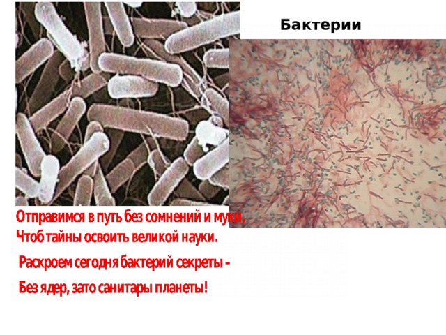 Бактерии гниения  