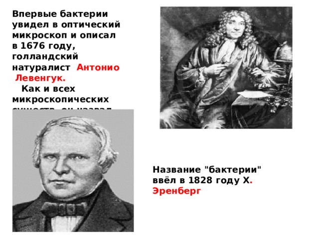 Впервые бактерии увидел в оптический микроскоп и описал в 1676 году, голландский натуралист Антонио Левенгук.  Как и всех микроскопических существ, он назвал их «анималькули». Название 