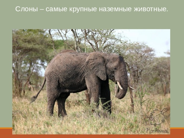 Слоны – самые крупные наземные животные. 