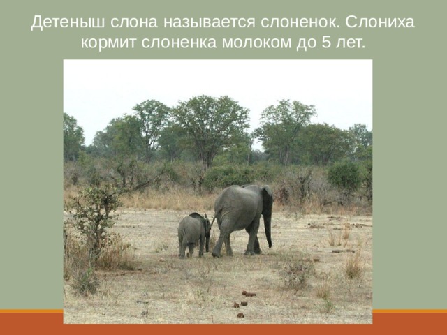 Детеныш слона называется слоненок. Слониха кормит слоненка молоком до 5 лет. 