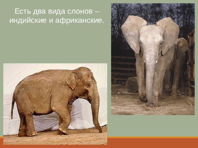 Есть два вида слонов – индийские и африканские. 