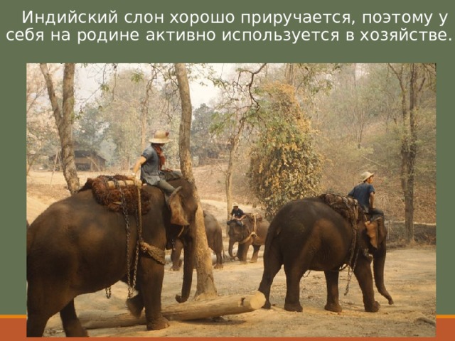  Индийский слон хорошо приручается, поэтому у себя на родине активно используется в хозяйстве.  
