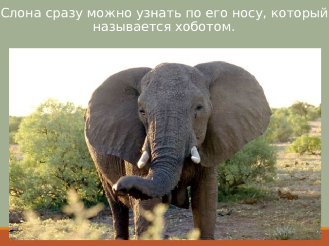 Слона сразу можно узнать по его носу, который называется хоботом. 