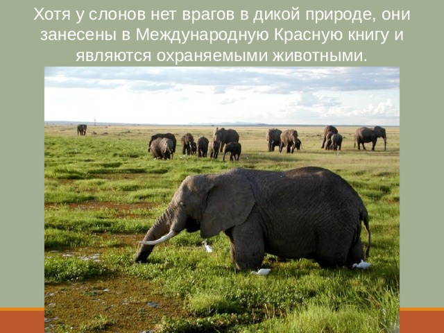 Хотя у слонов нет врагов в дикой природе, они занесены в Международную Красную книгу и являются охраняемыми животными. 