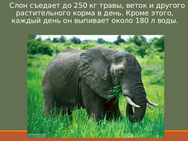  Слон съедает до 2 5 0 кг травы, веток и другого растительного корма в день. Кроме этого, каждый день он выпивает около 180 л воды. 