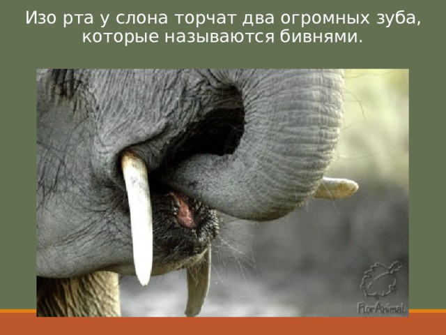 Изо рта у слона торчат два огромных зуба, которые называются бивнями.  