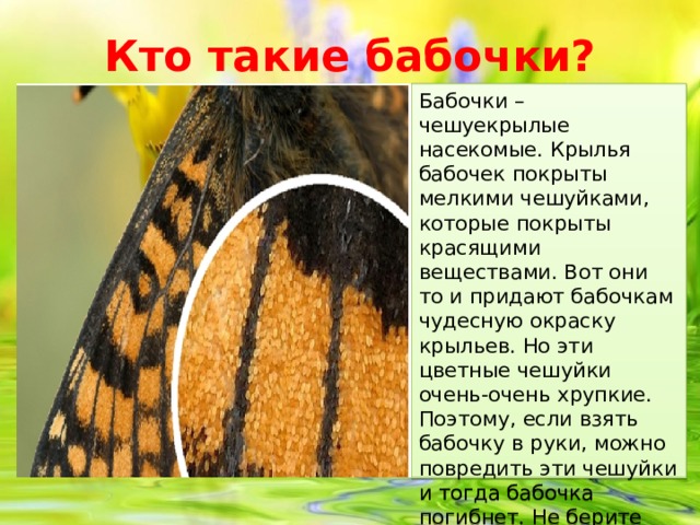Кто такие бабочки? Бабочки – чешуекрылые насекомые. Крылья бабочек покрыты мелкими чешуйками, которые покрыты красящими веществами. Вот они то и придают бабочкам чудесную окраску крыльев. Но эти цветные чешуйки очень-очень хрупкие. Поэтому, если взять бабочку в руки, можно повредить эти чешуйки и тогда бабочка погибнет. Не берите бабочек в руки и другим не разрешайте этого делать.