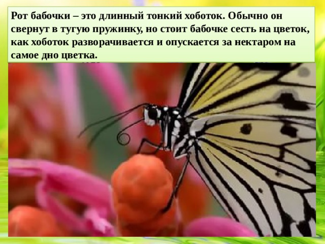 Рот бабочки – это длинный тонкий хоботок. Обычно он свернут в тугую пружинку, но стоит бабочке сесть на цветок, как хоботок разворачивается и опускается за нектаром на самое дно цветка.