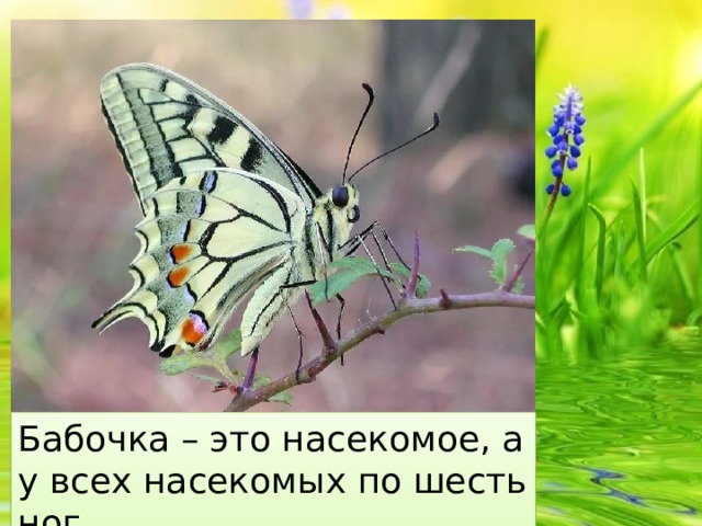 Бабочка – это насекомое, а у всех насекомых по шесть ног.