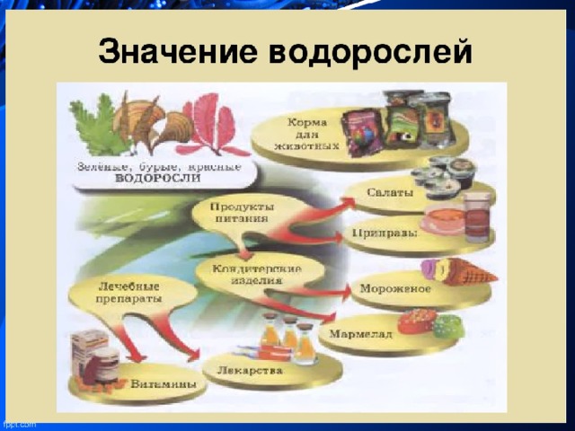 Роль водорослей в природе и жизни человека. Роль водорослей в природе 5 класс биология. Значение водорослей в природе и жизни человека 5 класс. Значение водрослейв природе. Роль водорослей в природе схема.