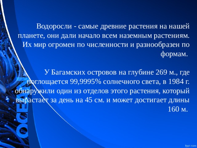  Водоросли - самые древние растения на нашей планете, они дали начало всем наземным растениям. Их мир огромен по численности и разнообразен по формам.   У Багамских островов на глубине 269 м., где поглощается 99,9995% солнечного света, в 1984 г. обнаружили один из отделов этого растения, который вырастает за день на 45 см. и может достигает длины 160 м. 
