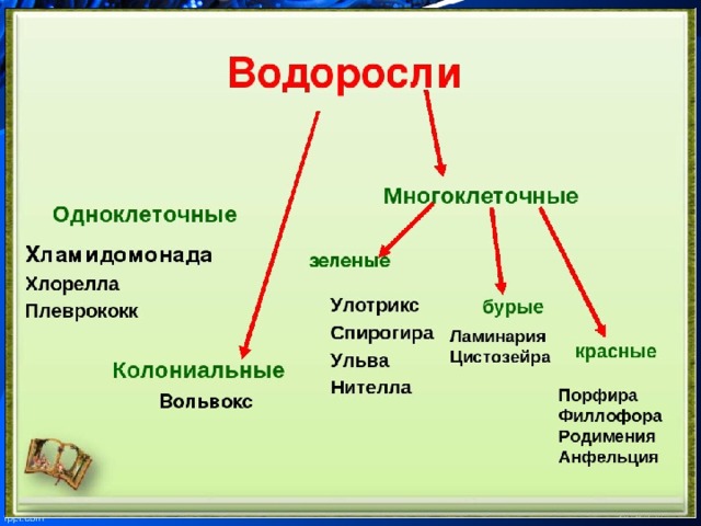 Выразите основную информацию параграфа в виде краткой записи или схемы многообразие водорослей