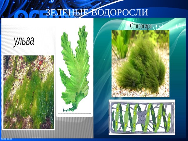 5 класс презентация по биологии водоросли