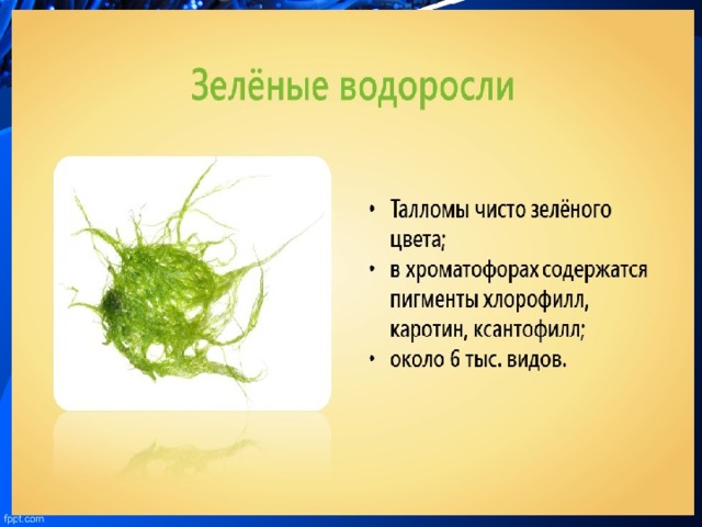 Термины водорослей. Водоросли презентация. Проект про водоросли. Водоросли 5 класс биология. Зеленые водоросли 5 класс биология.