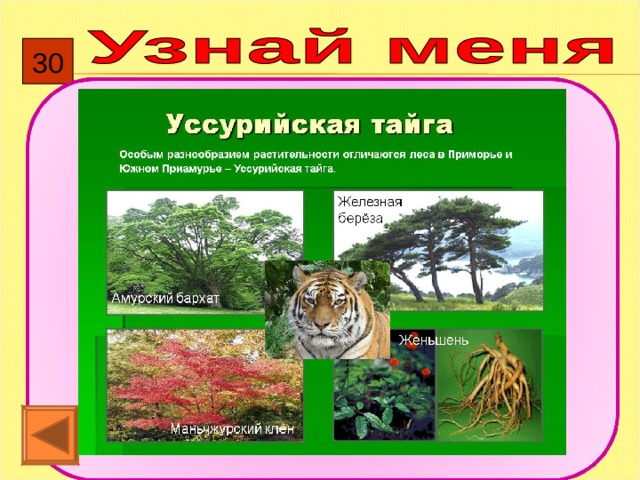 Презентация "Уссурийская тайга" Foto 17