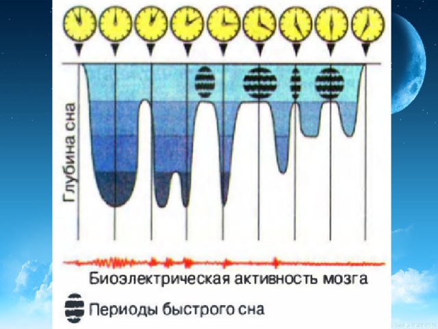 Урок биологии 8 класс сон и сновидения презентация